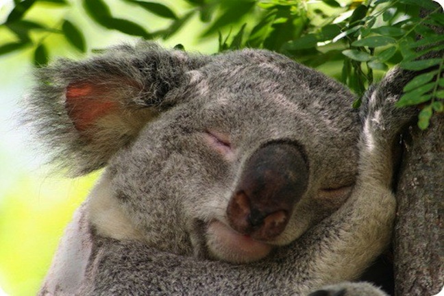 Способности врачевания коалы