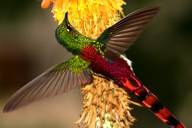 Чудесная птица колибри