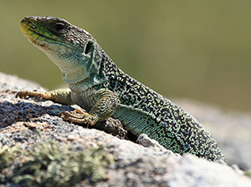 The Faulty Claim that Islands Help Lizards Evolve