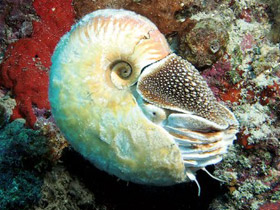 New Scientist Nautiluslar Konusunda Nerede Yanıldı?