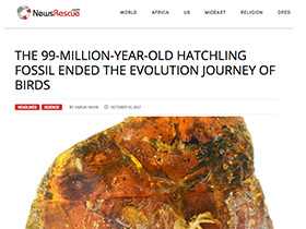 Le fossile d’oisillon de 99 millions d’années ayan