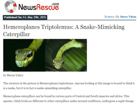 Hemeroplanes Triptolemus: A Snake-Mimicking Caterp