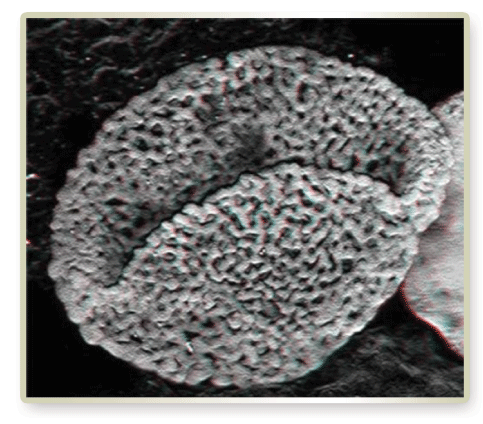 240-Million-Year-Old Pollen Fossil Discovered 