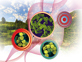  Dünyanın En Kompleks Bakteri Grubu:  Siyanobakteriler 