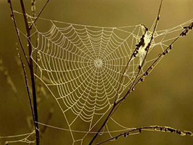 Can Spider Silk Be Finally Produced Artificially?