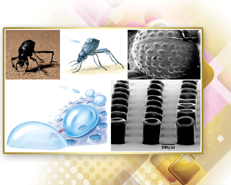 Kuraklık Sorununa Çözüm Stenocara Böceğinde Saklı