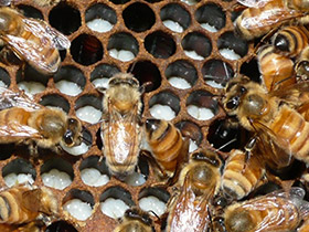 İşçi Arıların Larvalara Uyguladıkları Titiz Kontrol