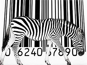 The creation characteristics of zebra stripes