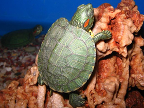 Tatlı su kaplumbağası