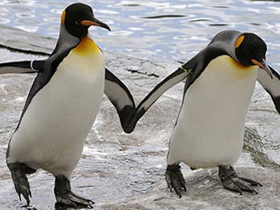 Paytak paytak yürüyen penguenler