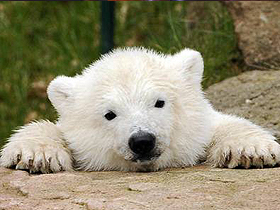 Kutup ayılarının tüyleri