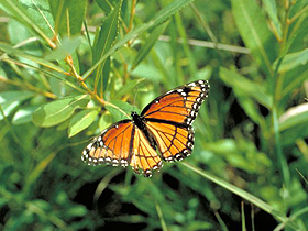 Die Reise des Monarch Schmetterlings