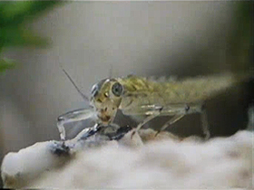 Bazı böcek larvalarının kamuflajı