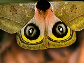 Kelebeklerin kamuflajı