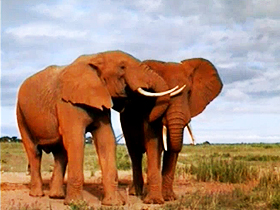 Fillerdeki sevgi ve dayanışma