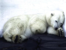 Kış uykusundaki ayılar tıp alanında yeni keşiflere esin kaynağı