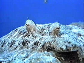 Denizdeki canlıların savunma taktikleri
