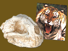Yaşayan fosiller: Kaplan kafatası