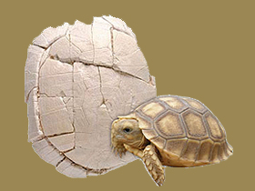 Yaşayan fosiller: Kaplumbağa