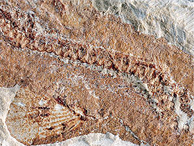 Yaşayan fosiller: Köpekbalığı