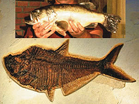 Yaşayan fosiller: Ringa balığı