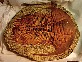 Yaşayan fosiller: Trilobit