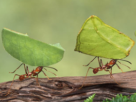 Tarım yapan karıncaların organizasyonu