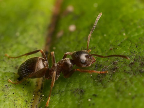 Antibiyotik üreten karıncalar