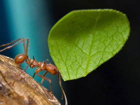 Tarım yapan karıncaların yaprak kesme mekanizması