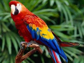 Macawların kimya bilgisi