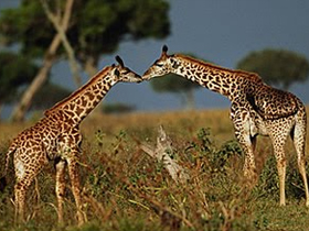 Zürafa ve dolaşım sistemi