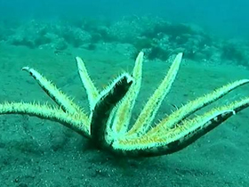 Deniz altındaki zehirli canlılar: Cnidaria (Knidliler)