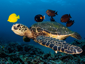 Deniz kaplumbağalarının uzun göçleri