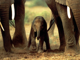 Fillerin ayaklarındaki tasarım