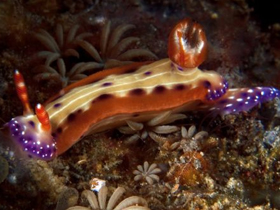 Denizaltının en şaşırtıcı ışıklı canlıları