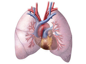 Akciğerin Yapısı