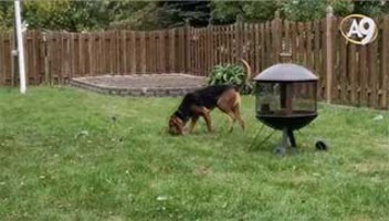 Polis köpeği Bloodhound’un başarısı inanılmaz