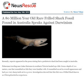 A 80 Million Year Old Rare Frilled Shark Fossil Found in Australia Speaks Against Darwinism