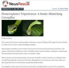 Hemeroplanes Triptolemus: A Snake-Mimicking Caterpillar