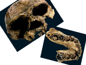 Bir çift fosil, evrim soyağacını yıktı