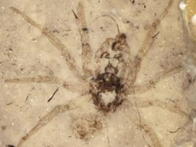 121 milyon yıllık örümceğin anlattıkları