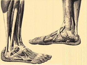 CBT"de İnsan Ayağının Evrimi Yanılgısı