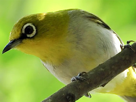 Kuşların Evrimi İddiası Neden Çıkmazdadır?