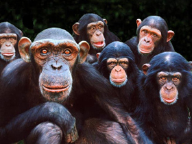 Primatlardaki Ortak Yapılar Evrim Kanıtı Değildir