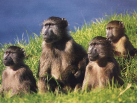 CBT Dergisi ""Maymunlar ve Maymunsular Arasındaki En Belirgin Farklılıklar"" Başlıklı Yazısı