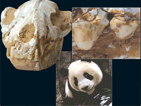 Pandaların milyonlarca yıldır değişmediğini gösteren fosil bulgusu
