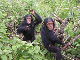 Akşam Gazetesi Ve Hürriyet Gazetesi Bilişim Bilim Dergisinin İnsan Dili Ve Şempanzeler Hakkındaki Spekülasyonları