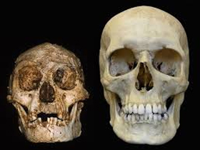 Homo floresiensis ve Evrim Masalı Hakkında Ortaya Çıkan Gerçekler