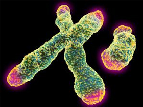 mtDNA - Y Kromozonu Analizleri Çelişkisine Son Örn