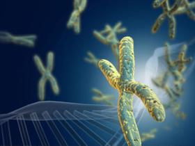 Kromozomlarda Yapısal Değişiklik ve Evrim Masalları